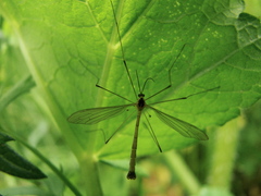 Cylindrotoma distinctissima