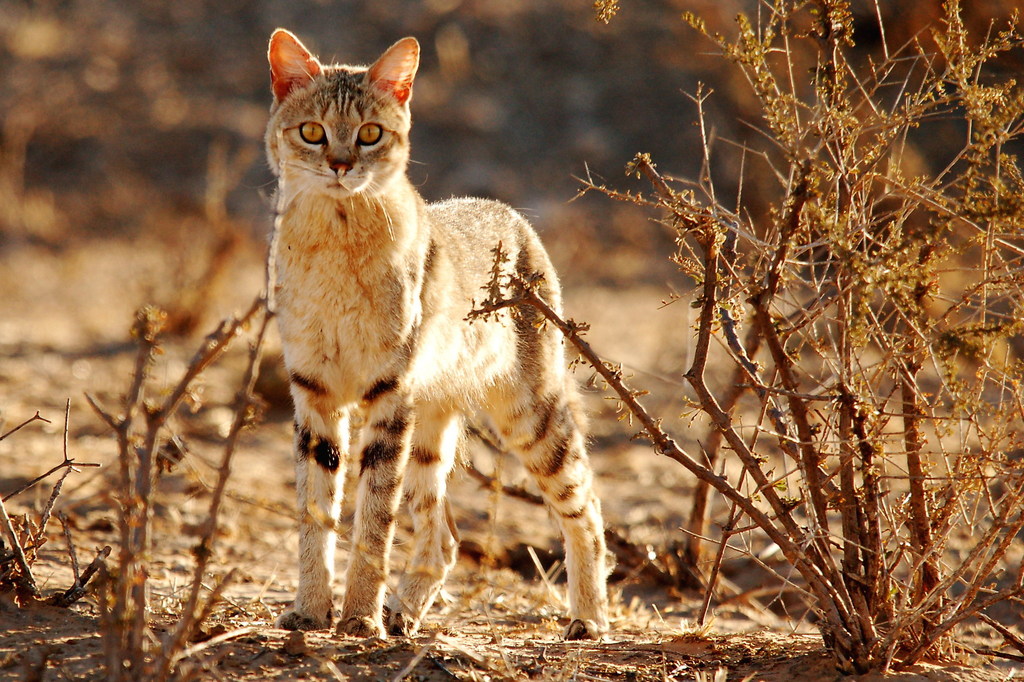 Степной кот (Фауна ЮАР) · iNaturalist