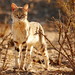African Wildcat - Photo (c) Claudia Komesu, some rights reserved (CC BY-NC), uploaded by Claudia Komesu