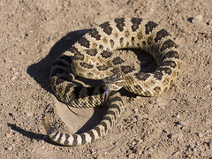 Crotalus oreganus