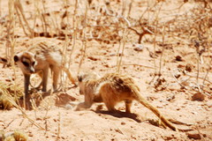 Suricata suricatta