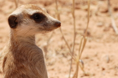Suricata suricatta