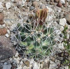 Coryphantha robustispina scheeri