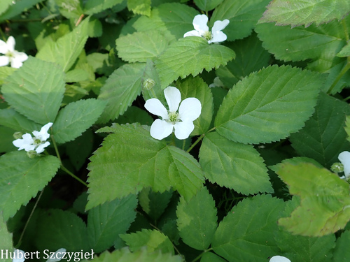 Rubus flagellaris iNat (2)