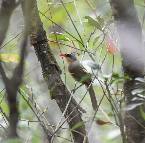 Brown-crowned Scimitar Babbler (Pomatorhinus phayrei), photo 2