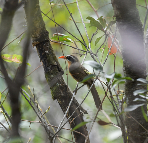 Brown-crowned Scimitar Babbler (Pomatorhinus phayrei), photo 3