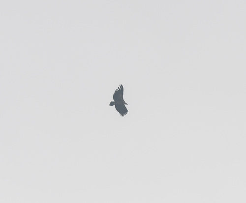 Himalayan Griffon