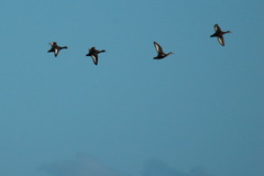 Netta erythrophthalma