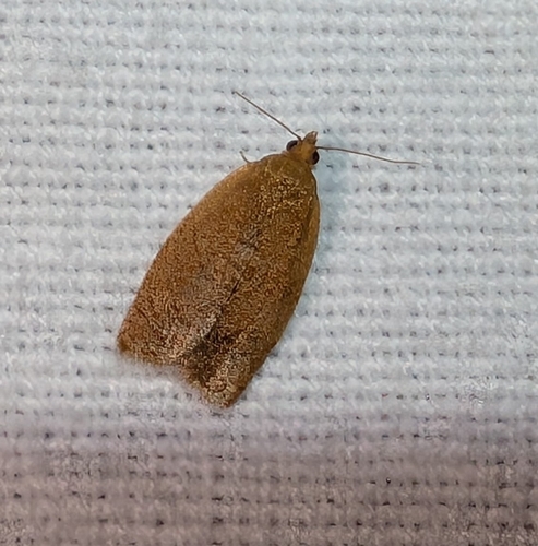 Privet Tortrix photo 5