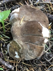 Jahnoporus