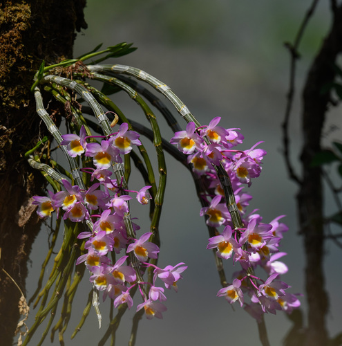 Dendrobium crepidatum, photograph 5