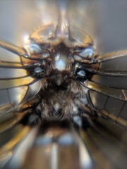 Aeshnidae