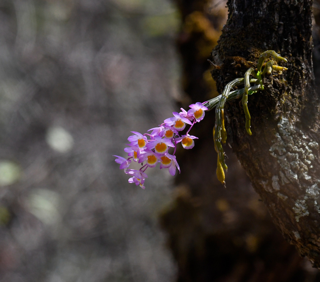 Dendrobium crepidatum; photograph (c) Rejoice Gassah, some rights reserved (CC BY)