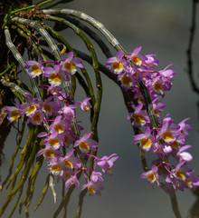 (c) Rejoice Gassah, some rights reserved (CC BY) Dendrobium crepidatum, photograph (c) Rejoice Gassah, some rights reserved (CC BY)