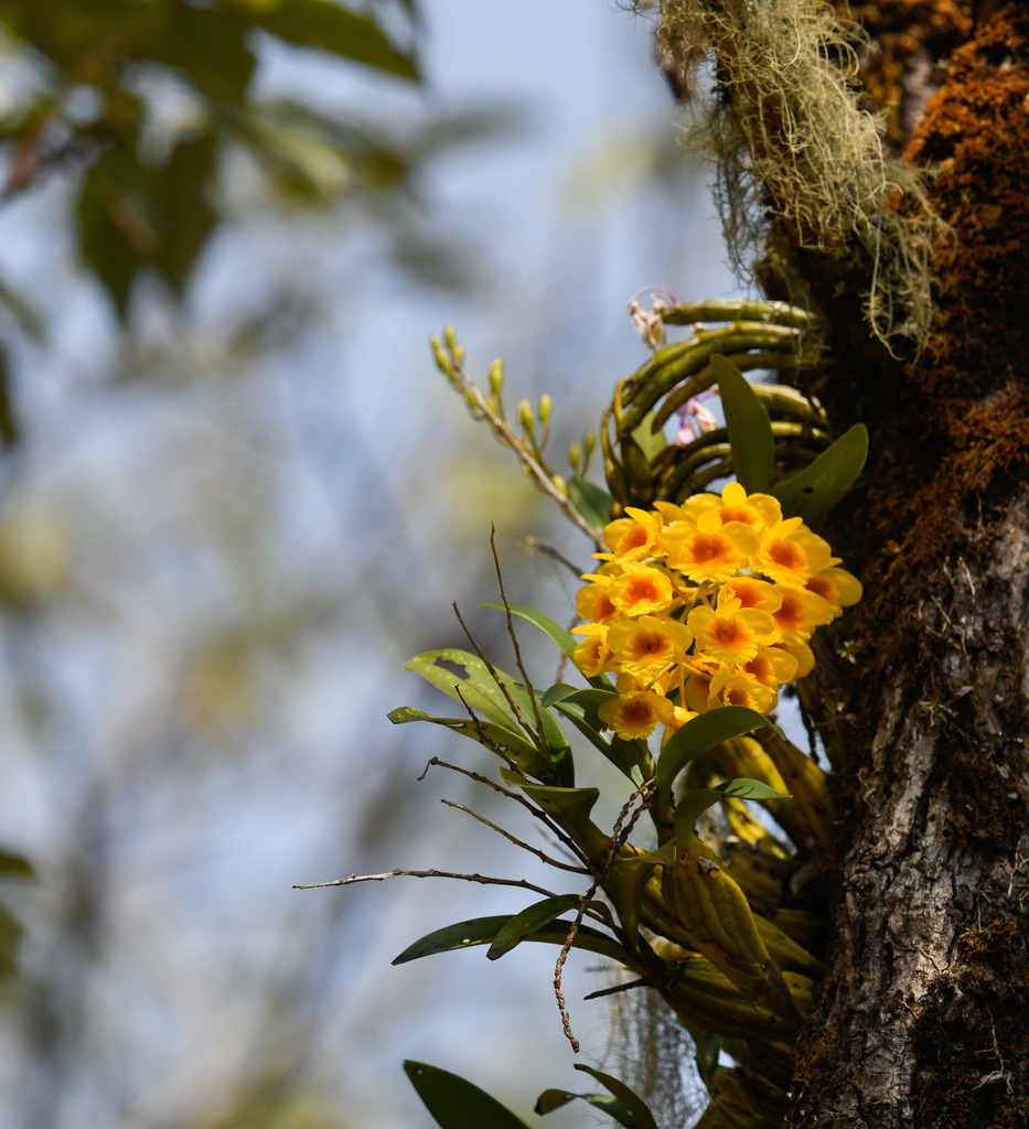 Dendrobium chrysotoxum