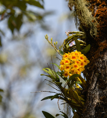 Dendrobium chrysotoxum