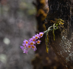Dendrobium crepidatum, photograph (c) Rejoice Gassah, some rights reserved (CC BY)
