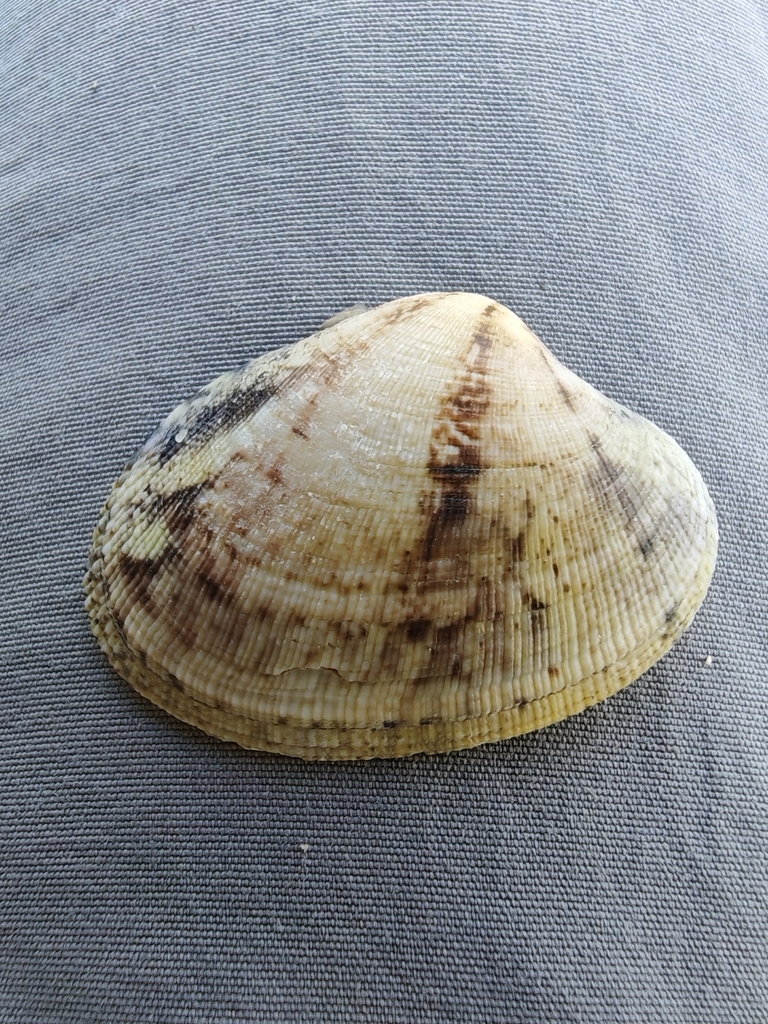 Chequered Carpet Shell