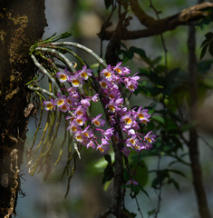 (c) Rejoice Gassah, some rights reserved (CC BY) Dendrobium crepidatum, photograph (c) Rejoice Gassah, some rights reserved (CC BY)