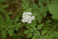 Ligusticum apiifolium