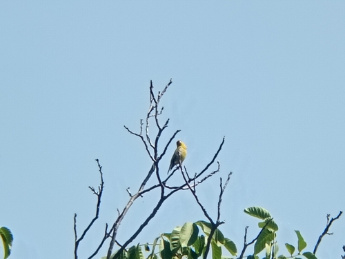 European Greenfinch