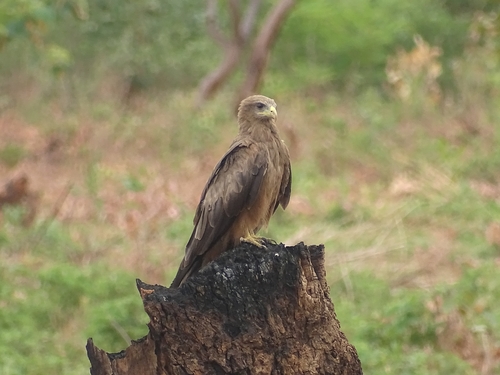 Black Kite