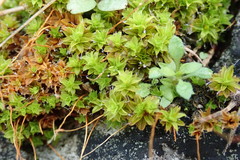Syntrichia princeps