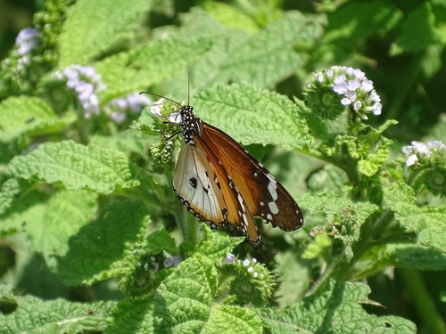 Plain Tiger Butterfly