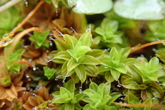 Syntrichia princeps