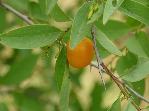 Hog plum