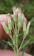 Brickellia eupatorioides corymbulosa