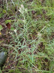 Brickellia eupatorioides corymbulosa