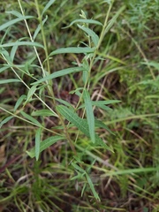 Brickellia eupatorioides corymbulosa