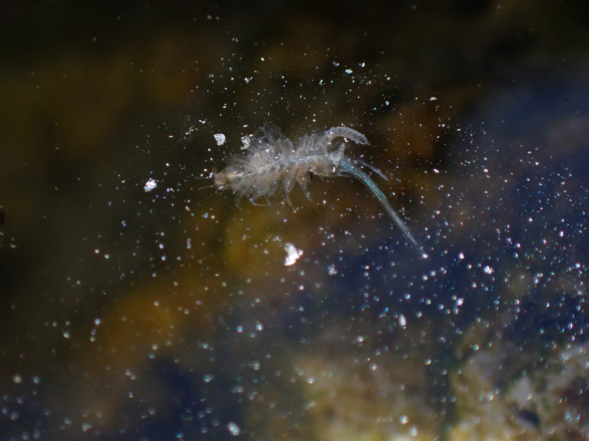 Artemia monica Verrill, 1869