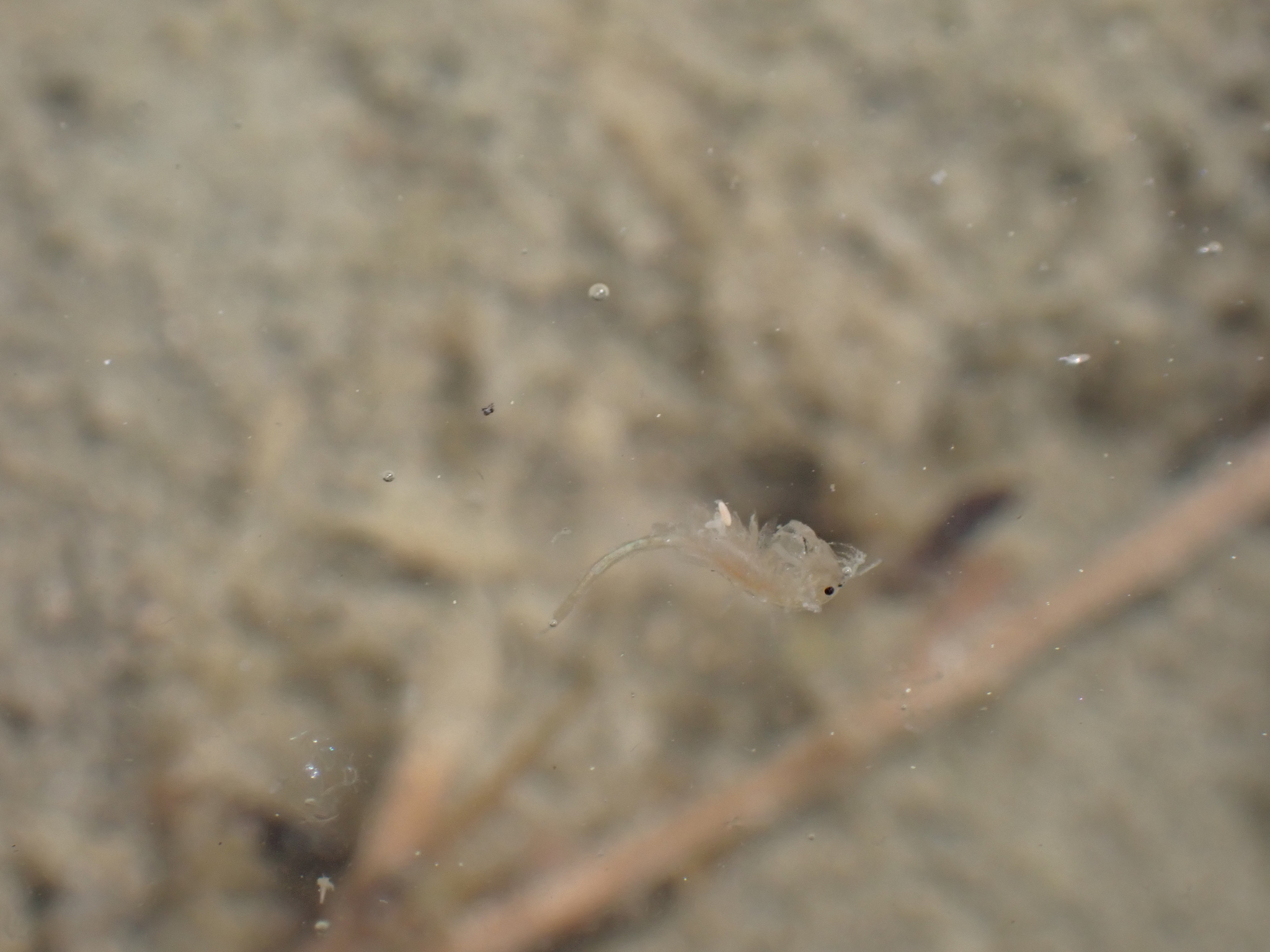 Artemia monica Verrill, 1869