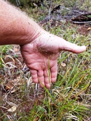 Panicum flexile