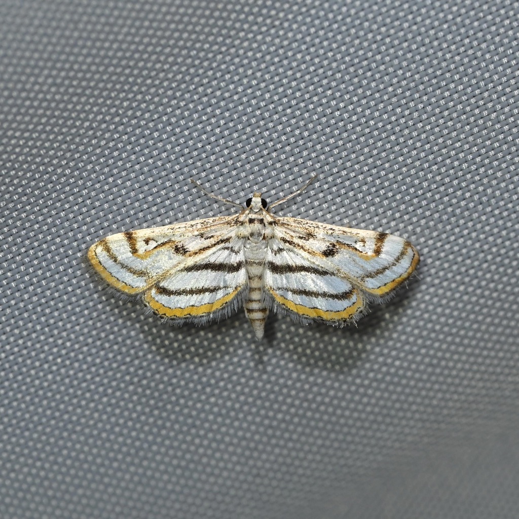 Chestnut-marked Pondweed Moth