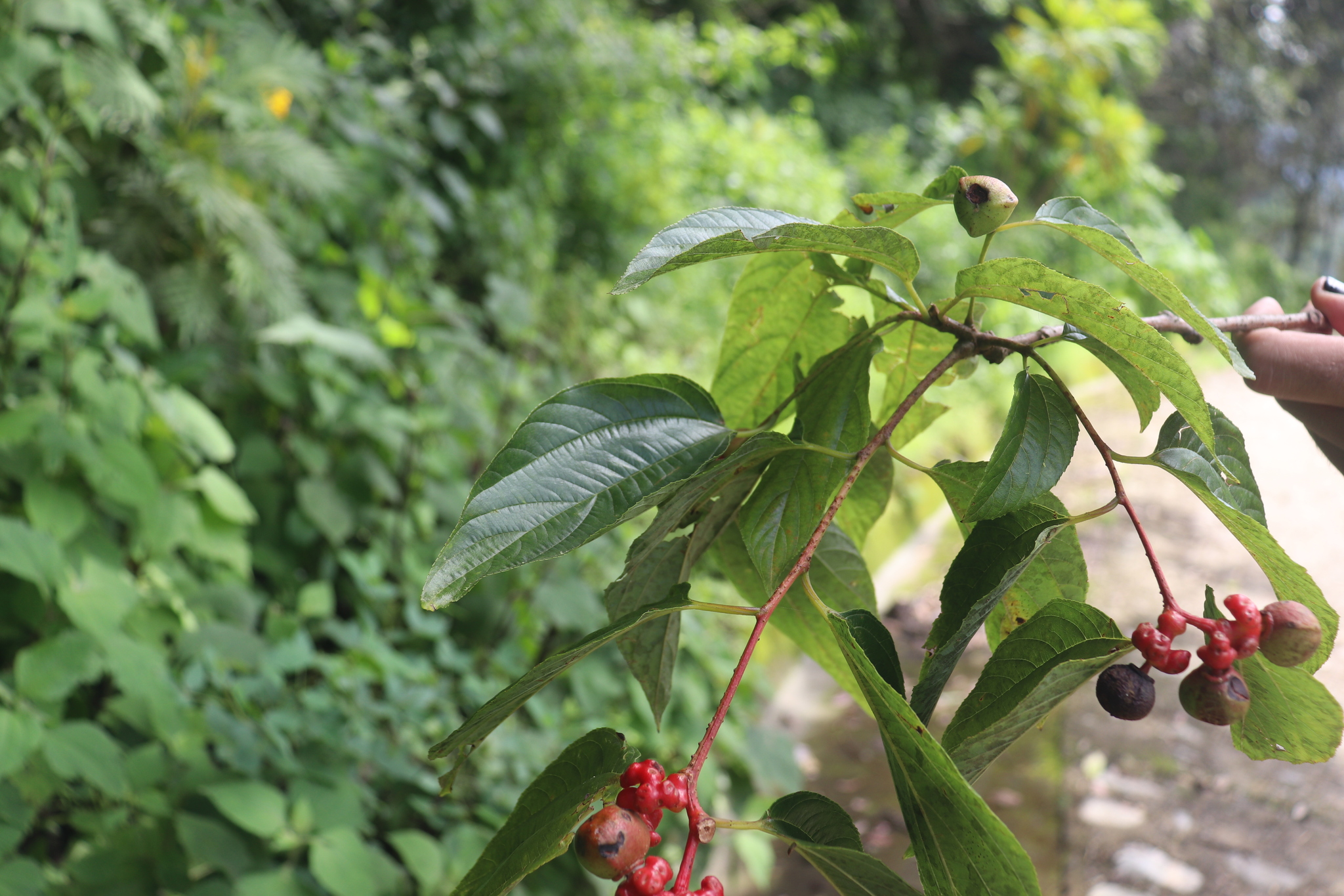 Hovenia celtidifolia