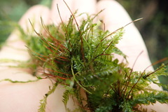 Plagiothecium denticulatum