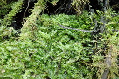 Plagiothecium denticulatum