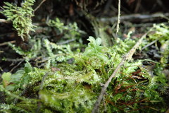 Plagiothecium denticulatum
