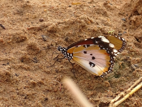 Danaus chrysippus alcippus