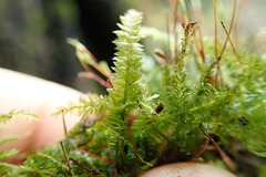 Plagiothecium denticulatum