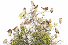 Amadina erythrocephala