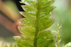 Plagiothecium denticulatum