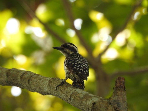 Yungipicus moluccensis