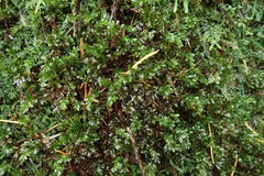 Mnium spinulosum
