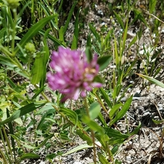 Trifolium parryi