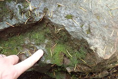 Marsupella emarginata