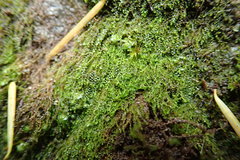 Marsupella emarginata